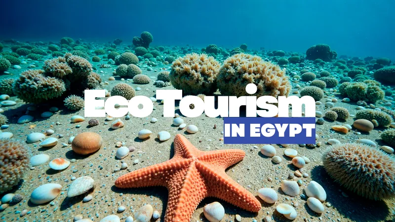 Discover the Perfect Eco Tourism in Egypt: A Safe and Sustainable Adventure